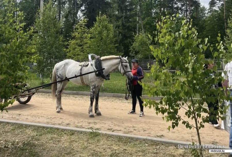 Квест, прогулка на лошадях и фримаркет: в Бобруйском районе прошел благотворительный фестиваль «Созвездие доброты»